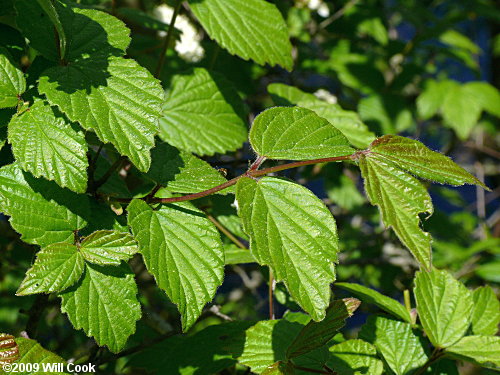 Downy Arrowwood (Viburnum rafinesquianum)