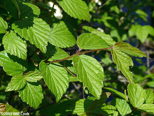 Downy Arrowwood (Viburnum rafinesquianum)