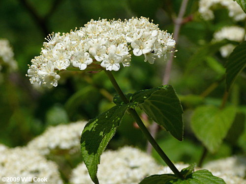 Downy Arrowwood (Viburnum rafinesquianum)