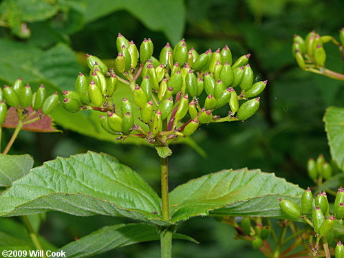 Downy Arrowwood (Viburnum rafinesquianum)