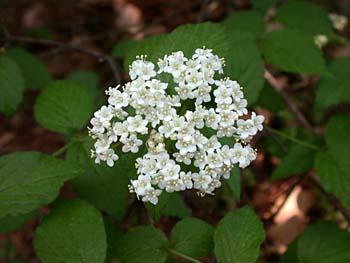 Downy Arrowwood (Viburnum rafinesquianum)