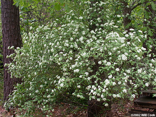 Downy Arrowwood (Viburnum rafinesquianum)