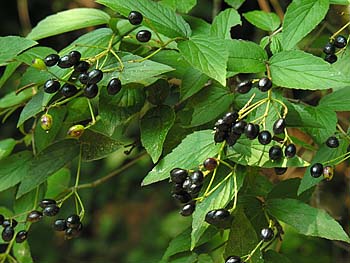 Downy Arrowwood (Viburnum rafinesquianum)