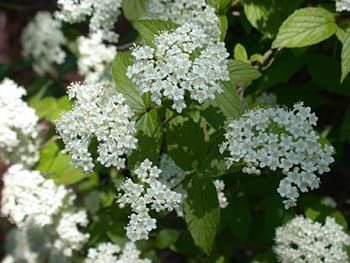 Downy Arrowwood (Viburnum rafinesquianum)