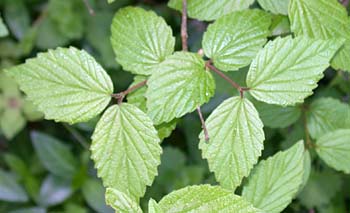 Downy Arrowwood (Viburnum rafinesquianum)