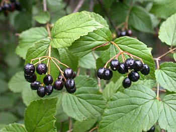 Downy Arrowwood (Viburnum rafinesquianum)