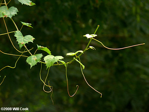 Muscadine Grape (Vitis rotundifolia)