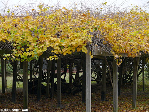 Muscadine Grape (Vitis rotundifolia) Mother Vineyard