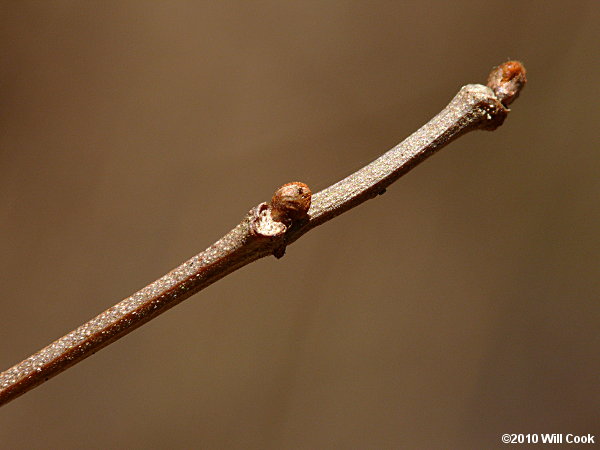 Muscadine Grape (Vitis rotundifolia)