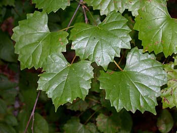 Muscadine Grape (Vitis rotundifolia)