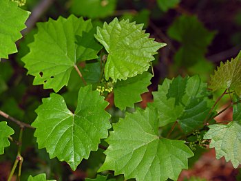 Muscadine Grape (Vitis rotundifolia)