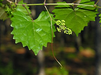 Muscadine Grape (Vitis rotundifolia)