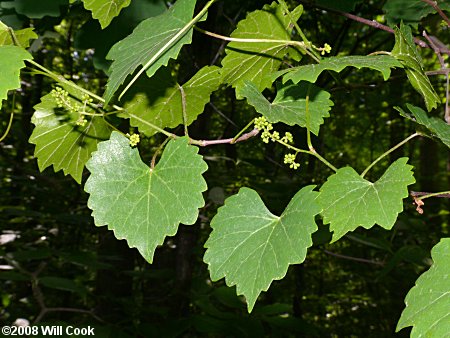 Muscadine Grape (Vitis rotundifolia)