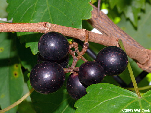 Muscadine Grape (Vitis rotundifolia)