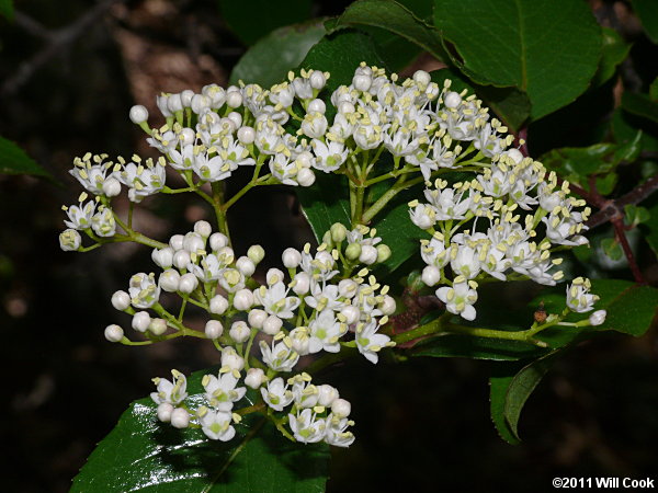 Rusty Blackhaw (Viburnum rufidulum)