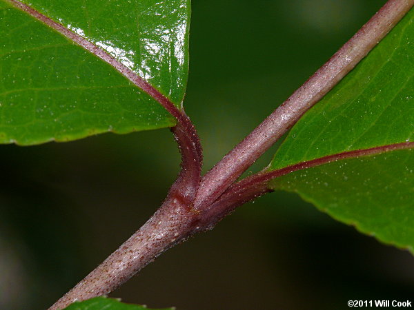 Rusty Blackhaw (Viburnum rufidulum)