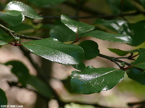 Rusty Blackhaw (Viburnum rufidulum)