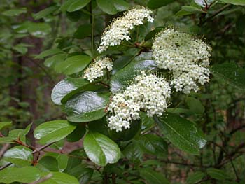 Rusty Blackhaw (Viburnum rufidulum)