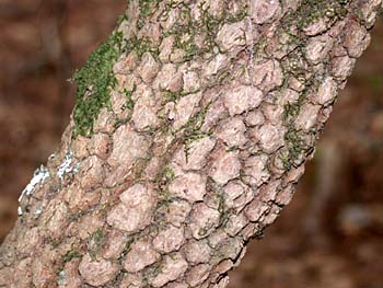 Rusty Blackhaw (Viburnum rufidulum)