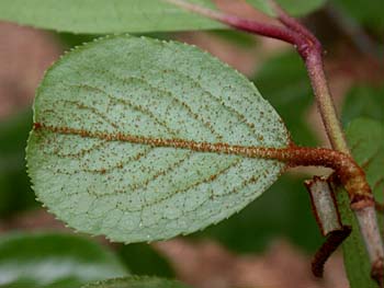 Rusty Blackhaw (Viburnum rufidulum)