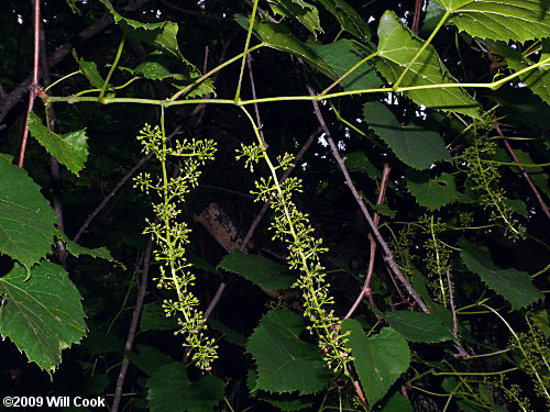 Frost Grape, Winter Grape (Vitis vulpina)