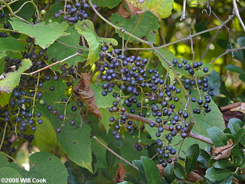 Frost Grape, Winter Grape (Vitis vulpina)