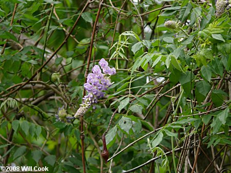 Japanese Wisteria (Wisteria floribunda)