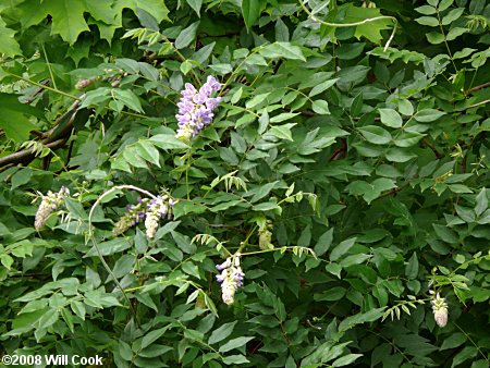 Japanese Wisteria (Wisteria floribunda)