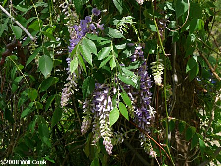 Japanese Wisteria (Wisteria floribunda)