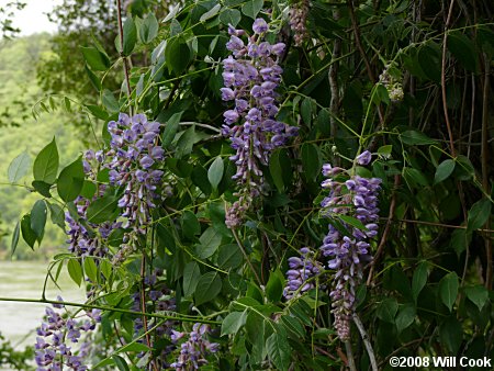 Japanese Wisteria (Wisteria floribunda)