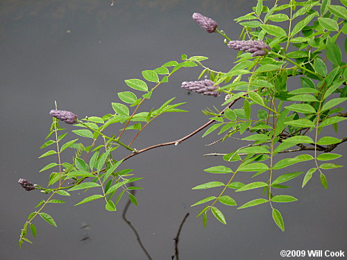 American Wisteria (Wisteria frutescens)