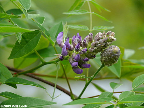 American Wisteria (Wisteria frutescens)