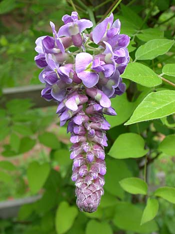 American Wisteria (Wisteria frutescens) Amethyst Falls