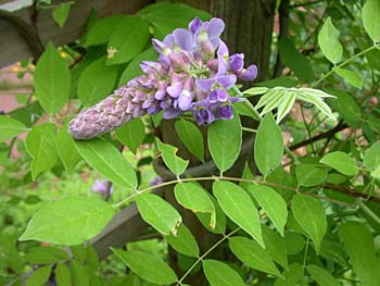 American Wisteria (Wisteria frutescens) Amethyst Falls