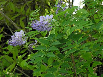 American Wisteria (Wisteria frutescens)