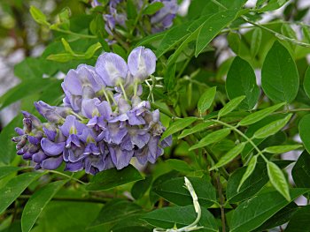 American Wisteria (Wisteria frutescens)