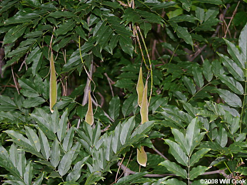 Chinese Wisteria (Wisteria sinensis)