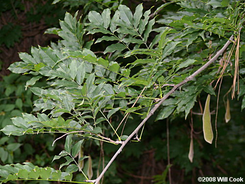 Chinese Wisteria (Wisteria sinensis)