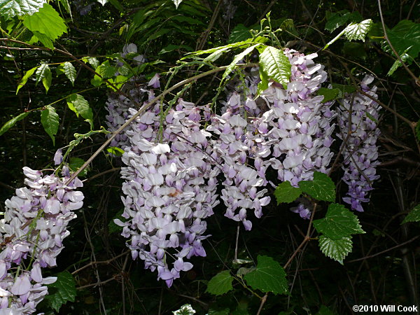 Chinese Wisteria (Wisteria sinensis) flowers