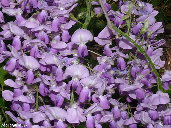 Chinese Wisteria (Wisteria sinensis) flowers