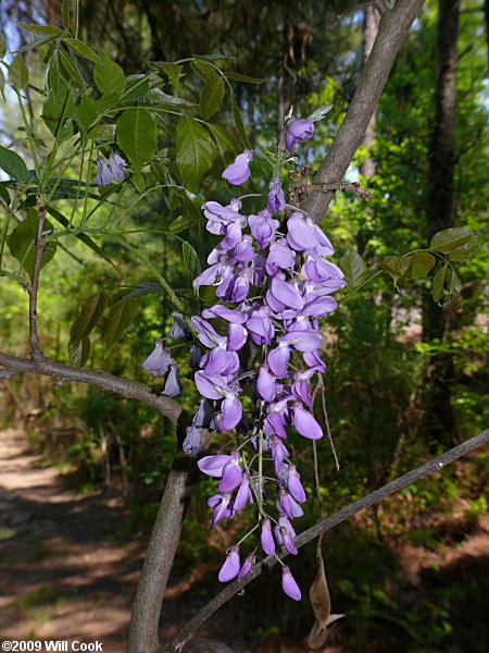 Chinese Wisteria (Wisteria sinensis) flowers