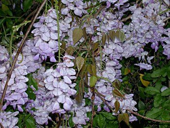 Chinese Wisteria (Wisteria sinensis)