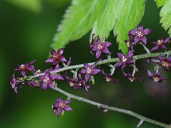 Yellowroot (Xanthorhiza simplicissima)