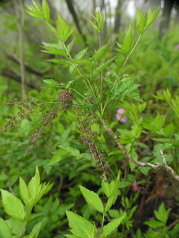 Yellowroot (Xanthorhiza simplicissima)