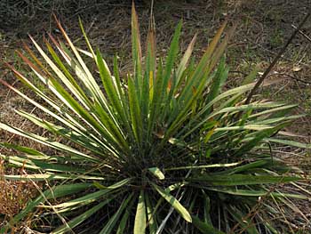 Yucca filamentosa