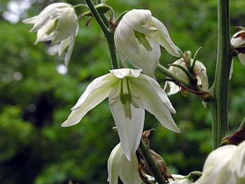 Yucca filamentosa