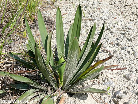 Yucca filamentosa