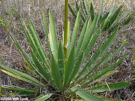 Yucca filamentosa