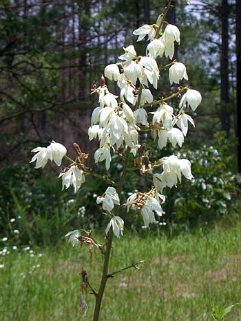 Yucca filamentosa