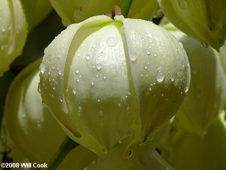 Yucca filamentosa